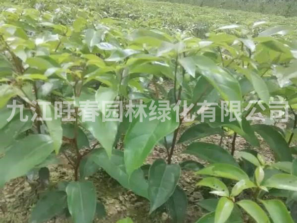 重陽(yáng)木